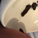 A very cute girl squats with her ass over a bathroom sink and shits into it. We get a good look at the turds in the sink. Vertical format video. About a minute.